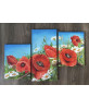 Wolf poppies in the meadow